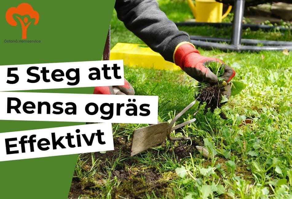 5-steg-rensa-ogras.