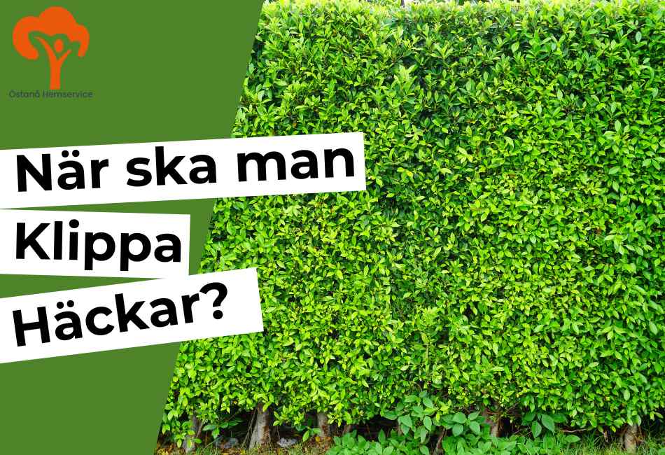 När ska man klippa häckar