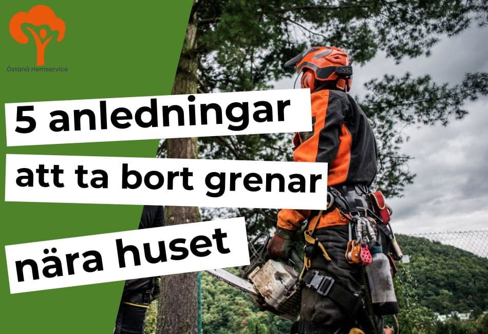 Ta bort grenar och träd nära huset
