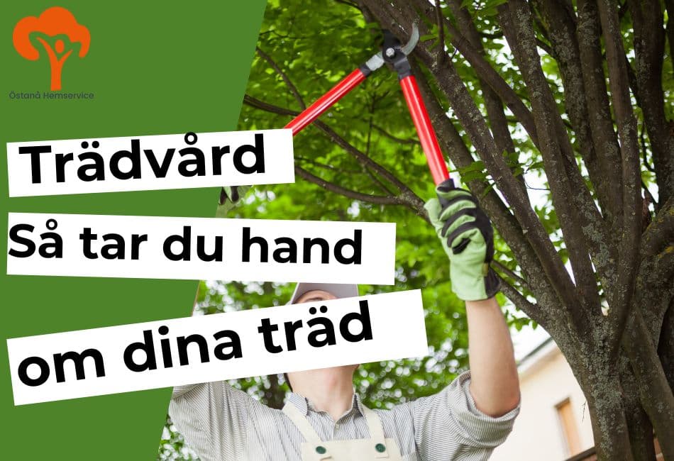 trädvård, beskära träd